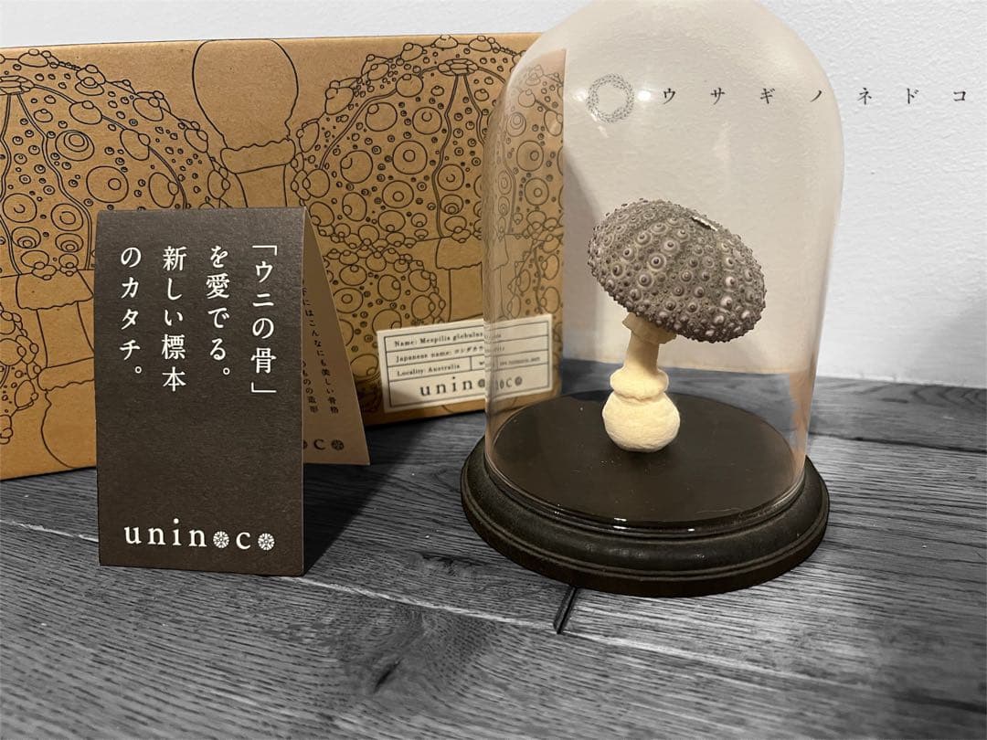 【廃盤】ウサギノネドコ uninoco ウニ　ソラキューブ キノコ きのこ 置物