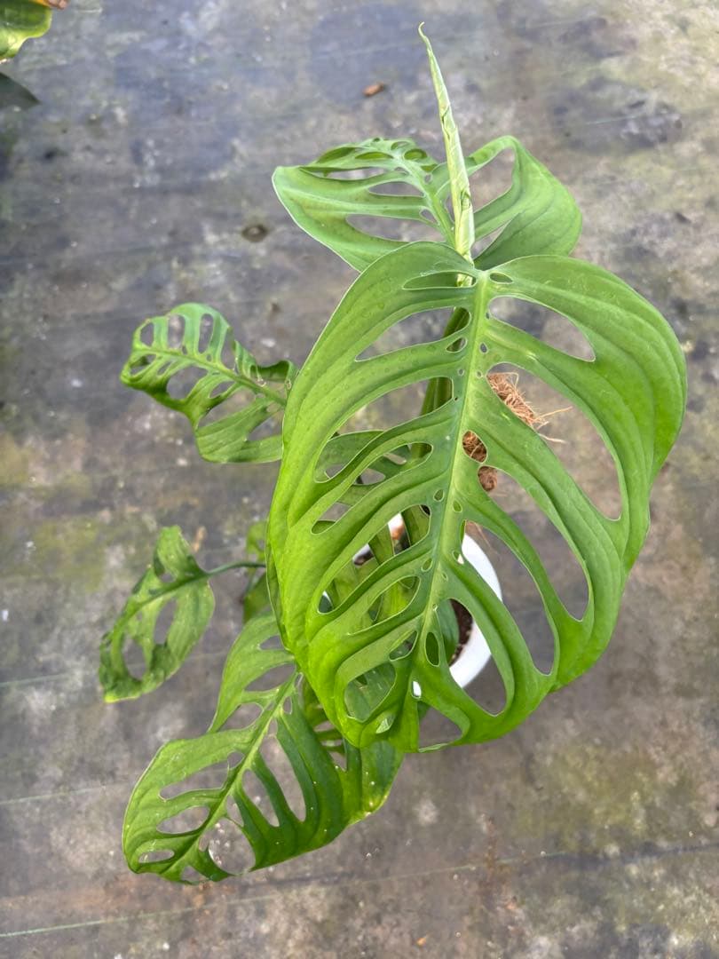 モンステラ エスケレート7号 90センチ前後