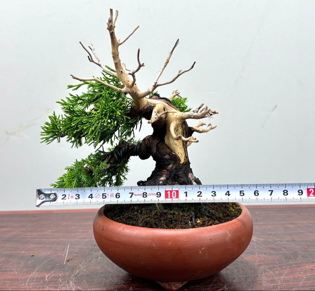 真柏盆栽♧ ミニ盆栽