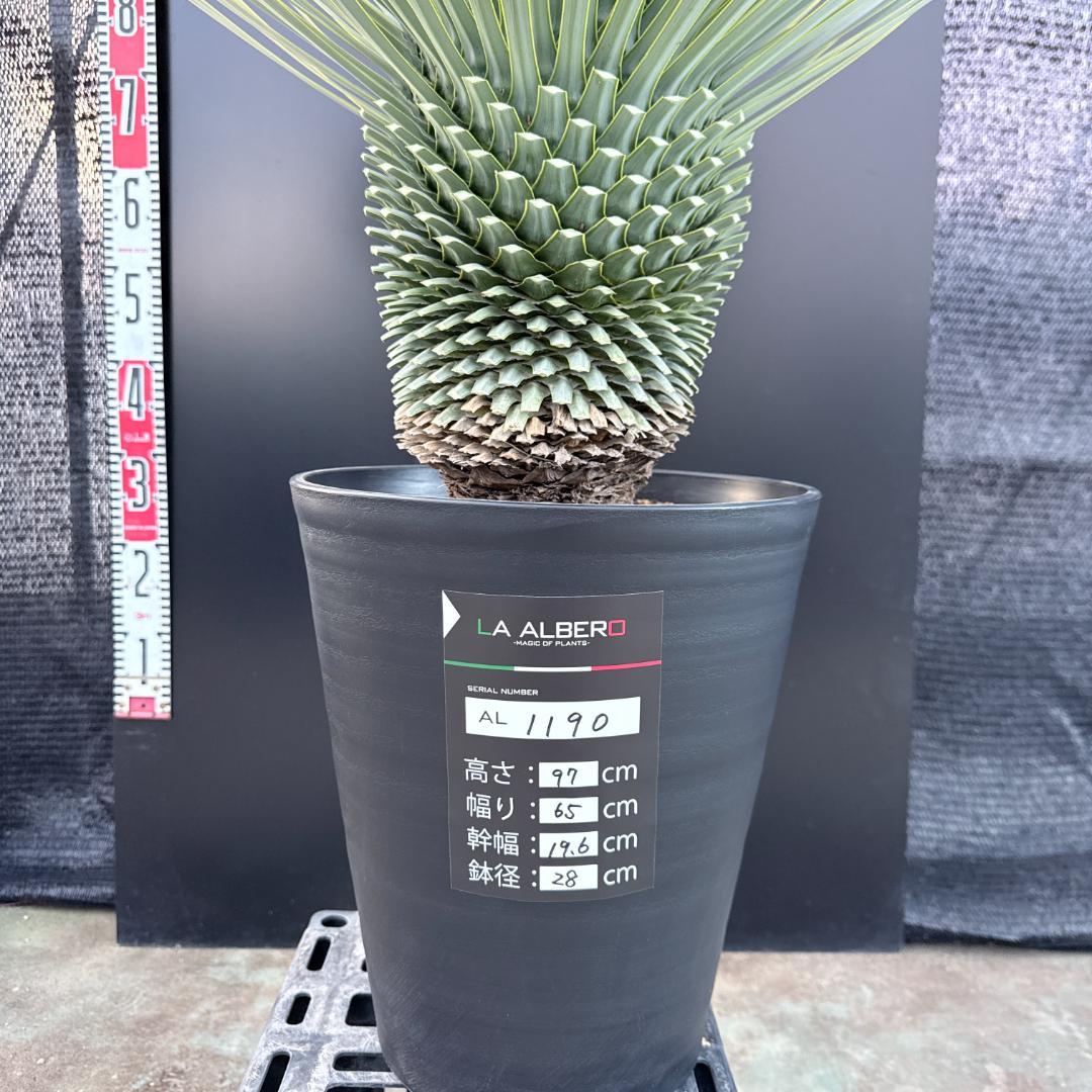 【AL1190】ユッカ　ロストラータ シルバーブルー　超美形　極太　感動個体