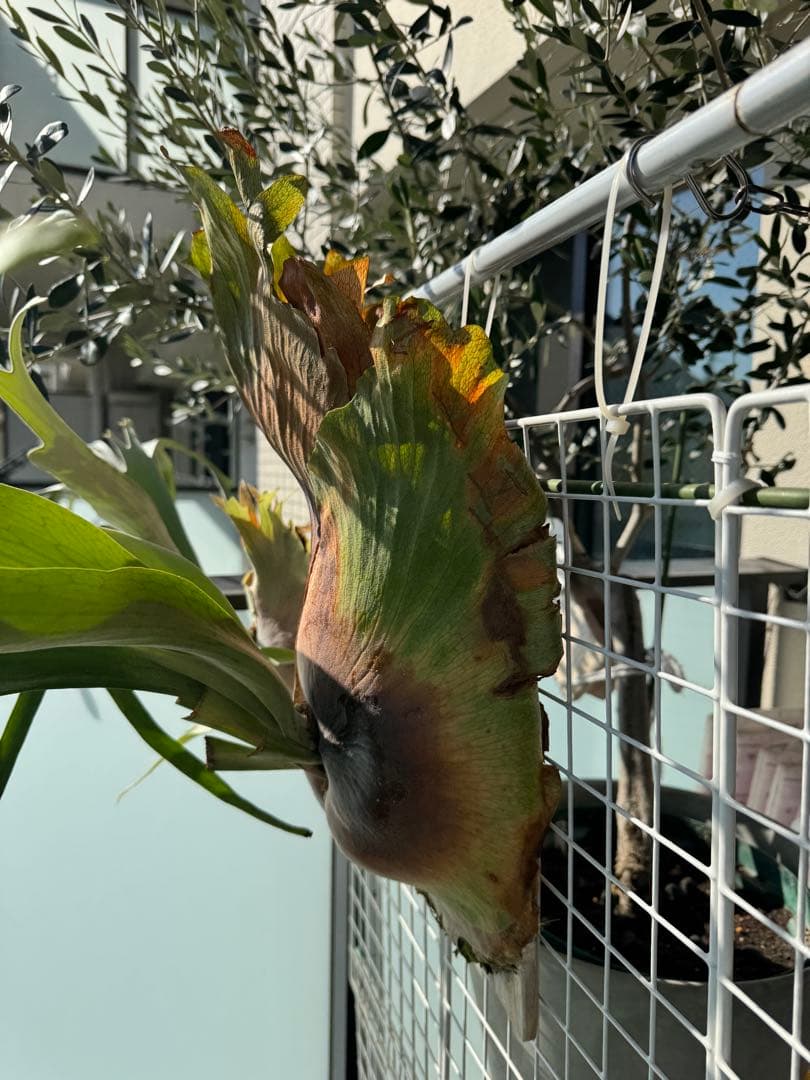 11/15写真更新　ビカクシダ　フーンシキ　oc