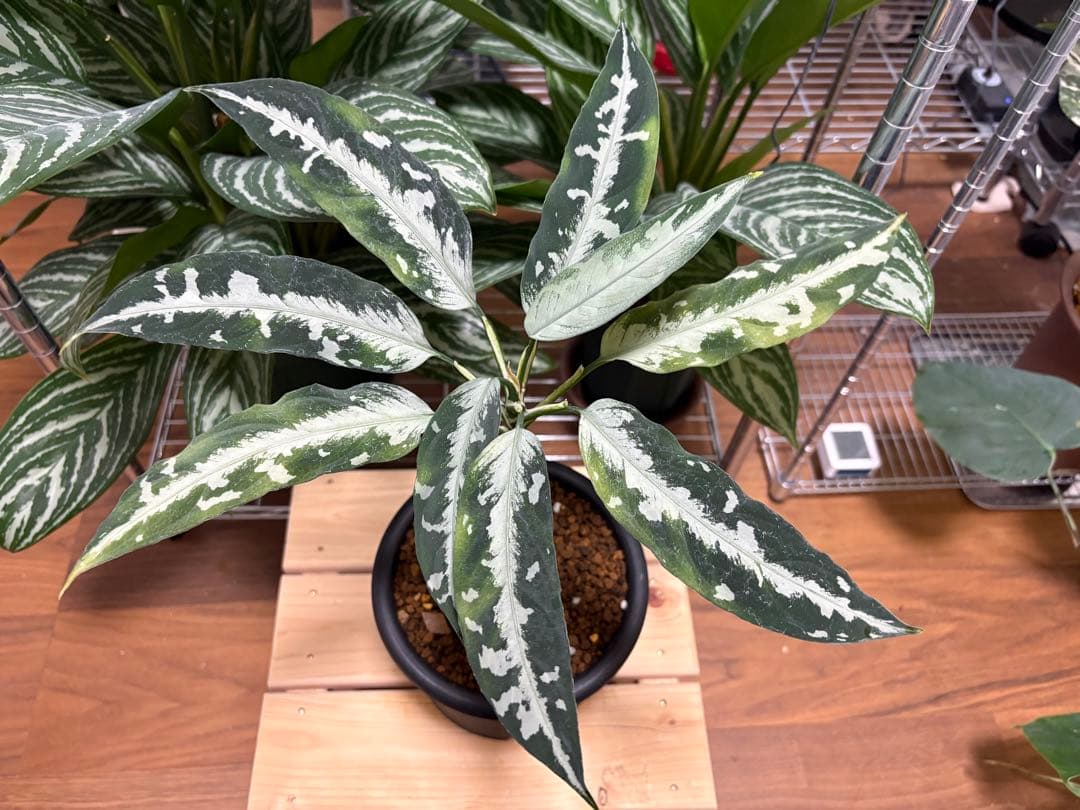 Aglaonema pictum Stiria+1 LA1113-3ss LA便