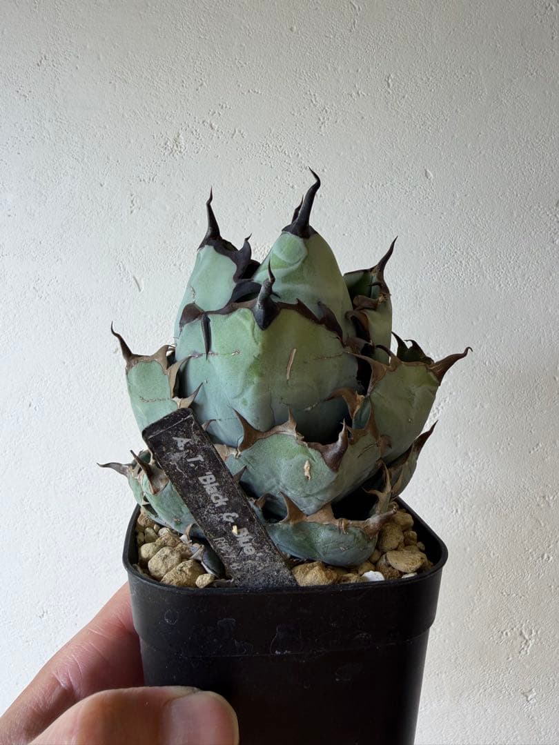 【9株セット】シーザー　魔丸　など