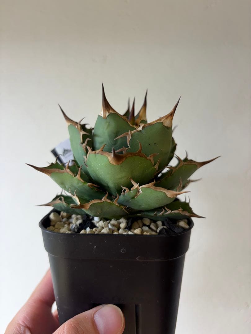 【9株セット】シーザー　魔丸　など