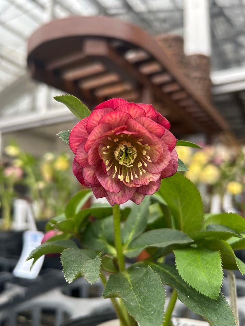 加藤農園 小輪アプリコット交配 クリスマスローズ 同梱可能