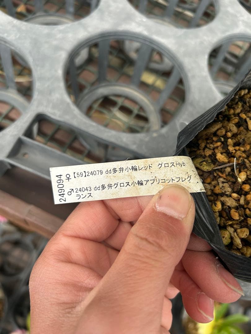 加藤農園 小輪アプリコット交配 クリスマスローズ 同梱可能