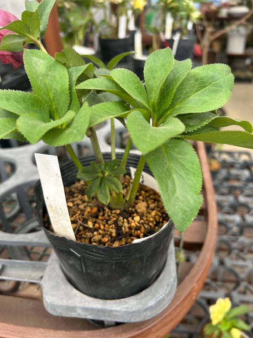 加藤農園 小輪アプリコット交配 クリスマスローズ 同梱可能