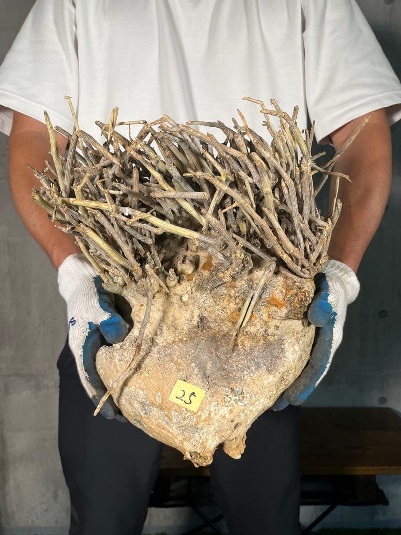 Ｔ*Ｍ様 25 激レア 超大株 アデニア ペチュエリー 現地球 鮮度抜群