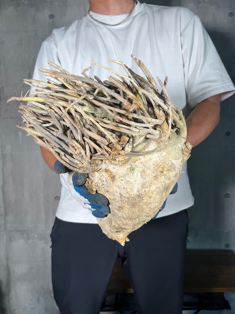 Ｔ*Ｍ様 25 激レア 超大株 アデニア ペチュエリー 現地球 鮮度抜群