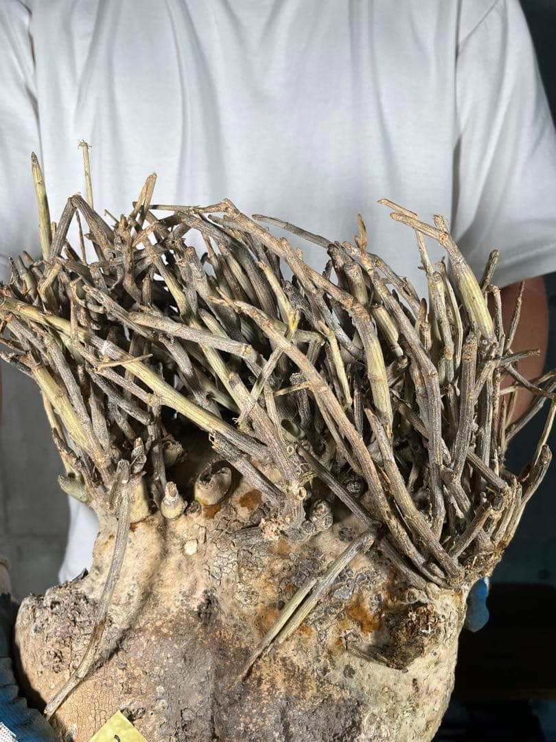 Ｔ*Ｍ様 25 激レア 超大株 アデニア ペチュエリー 現地球 鮮度抜群