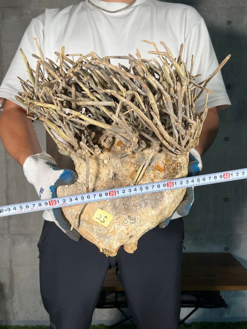 Ｔ*Ｍ様 25 激レア 超大株 アデニア ペチュエリー 現地球 鮮度抜群