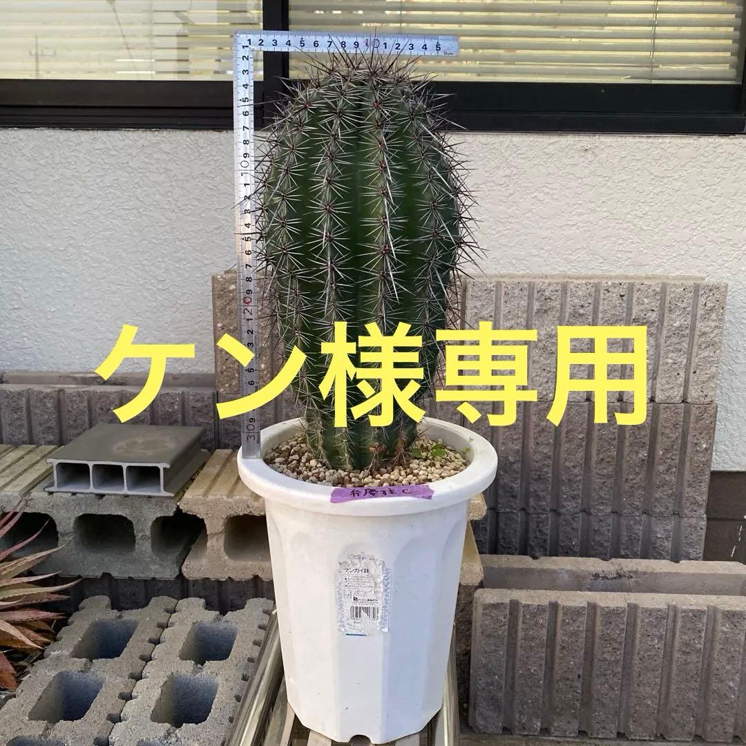 サボテン 約40cm 高さ　弁慶柱C ドライガーデン