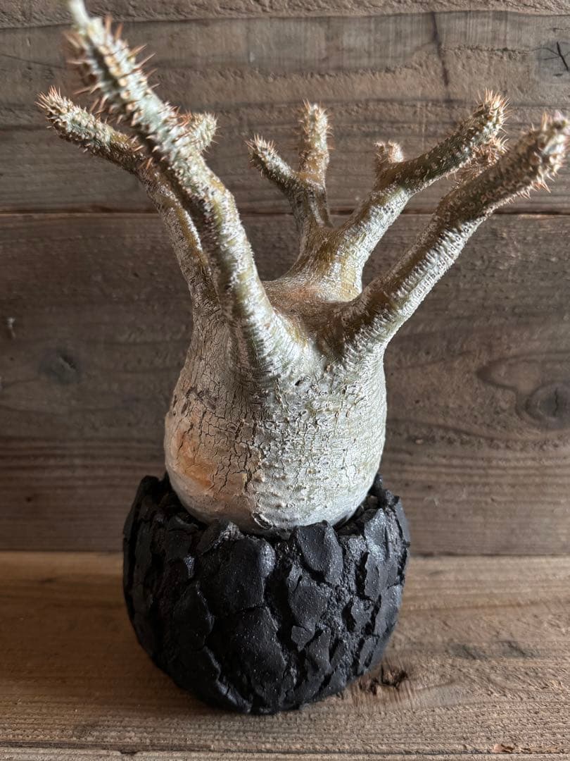 【美形株】 パキポディウム グラキリス 現地球 塊根植物 パキプス