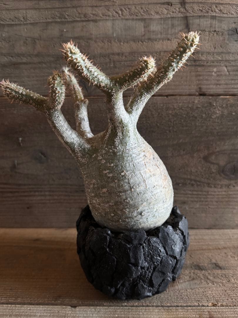 【美形株】 パキポディウム グラキリス 現地球 塊根植物 パキプス