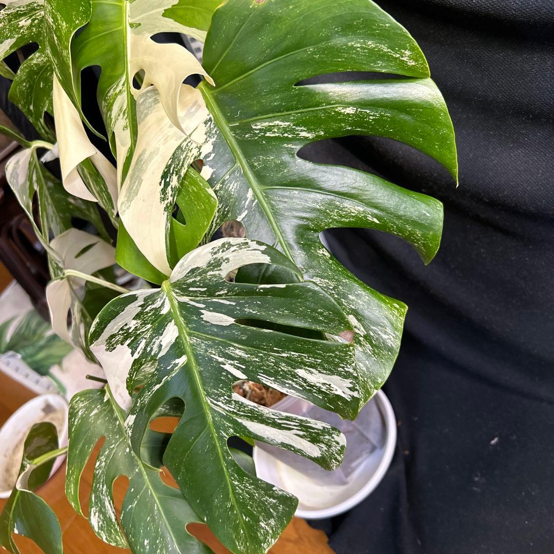 モンステラボルシギアナホワイトタイガー鉢植えまま発送