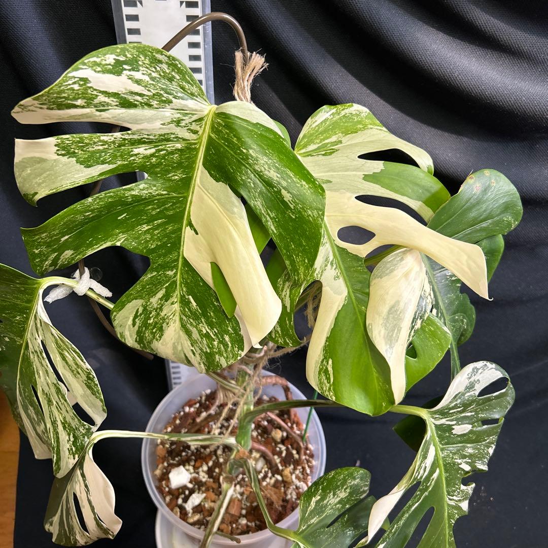 モンステラボルシギアナホワイトタイガー鉢植えまま発送