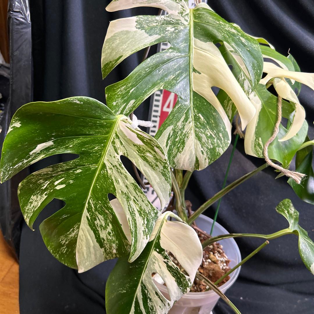 モンステラボルシギアナホワイトタイガー鉢植えまま発送