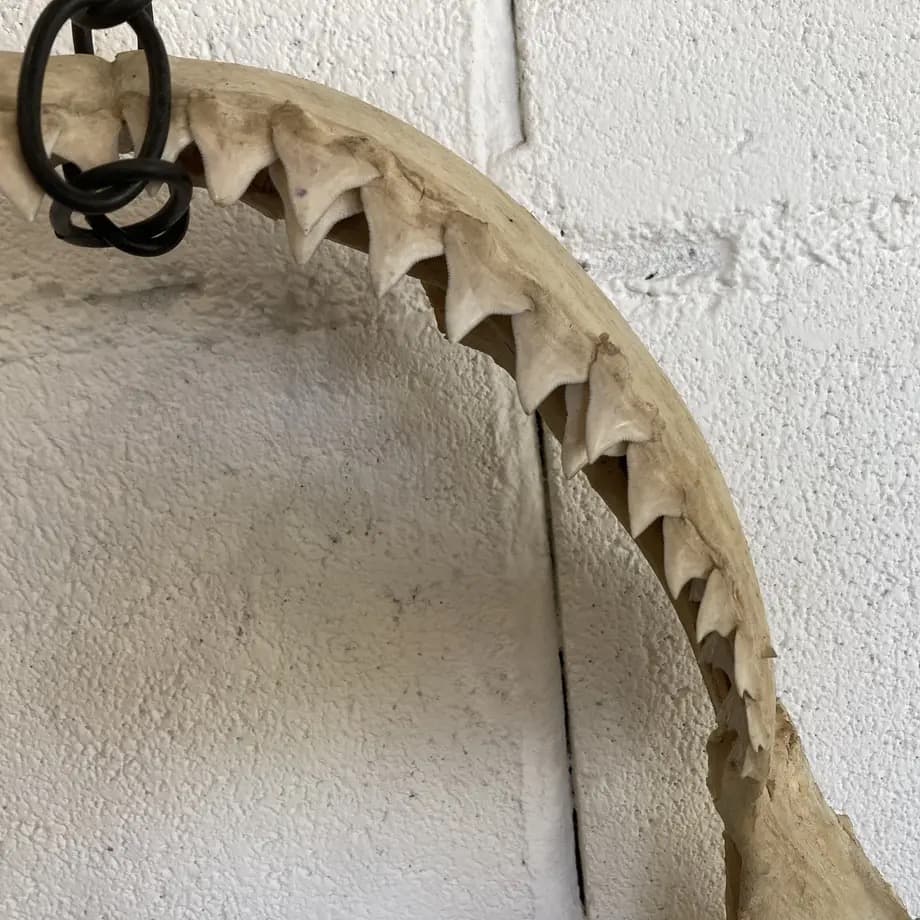 と*ろ様 サメ　歯　オブジェ　標本