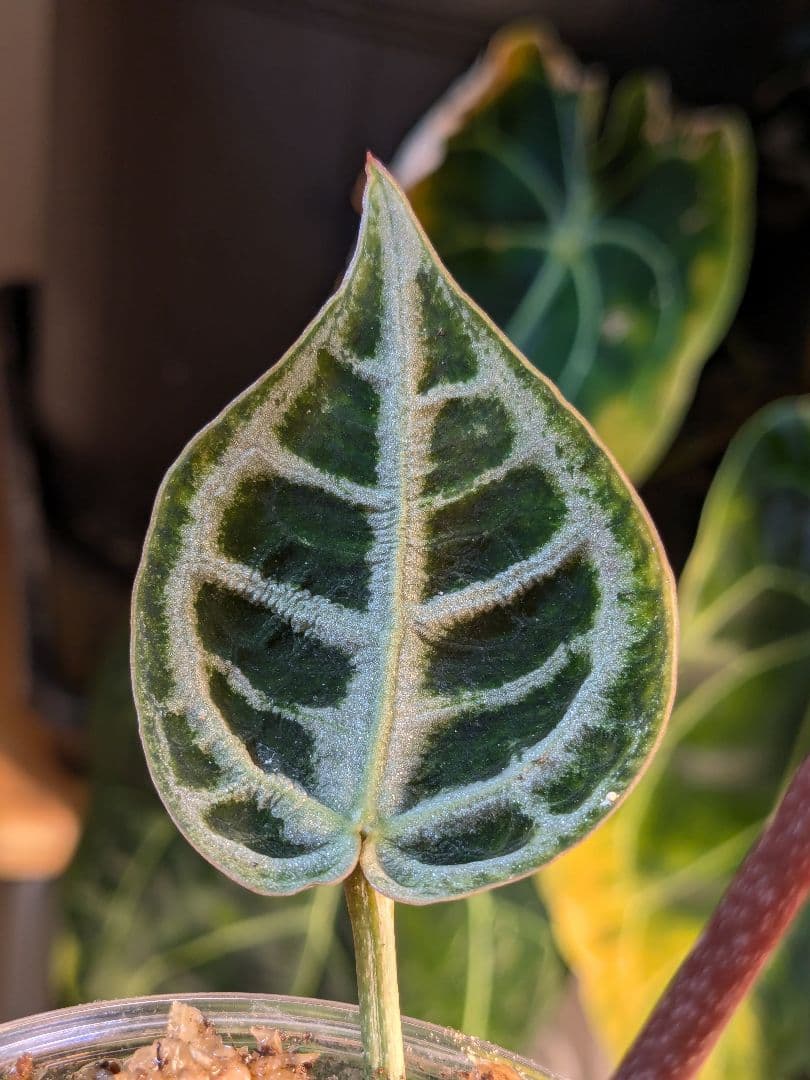 アンスリウム レッドタイガー