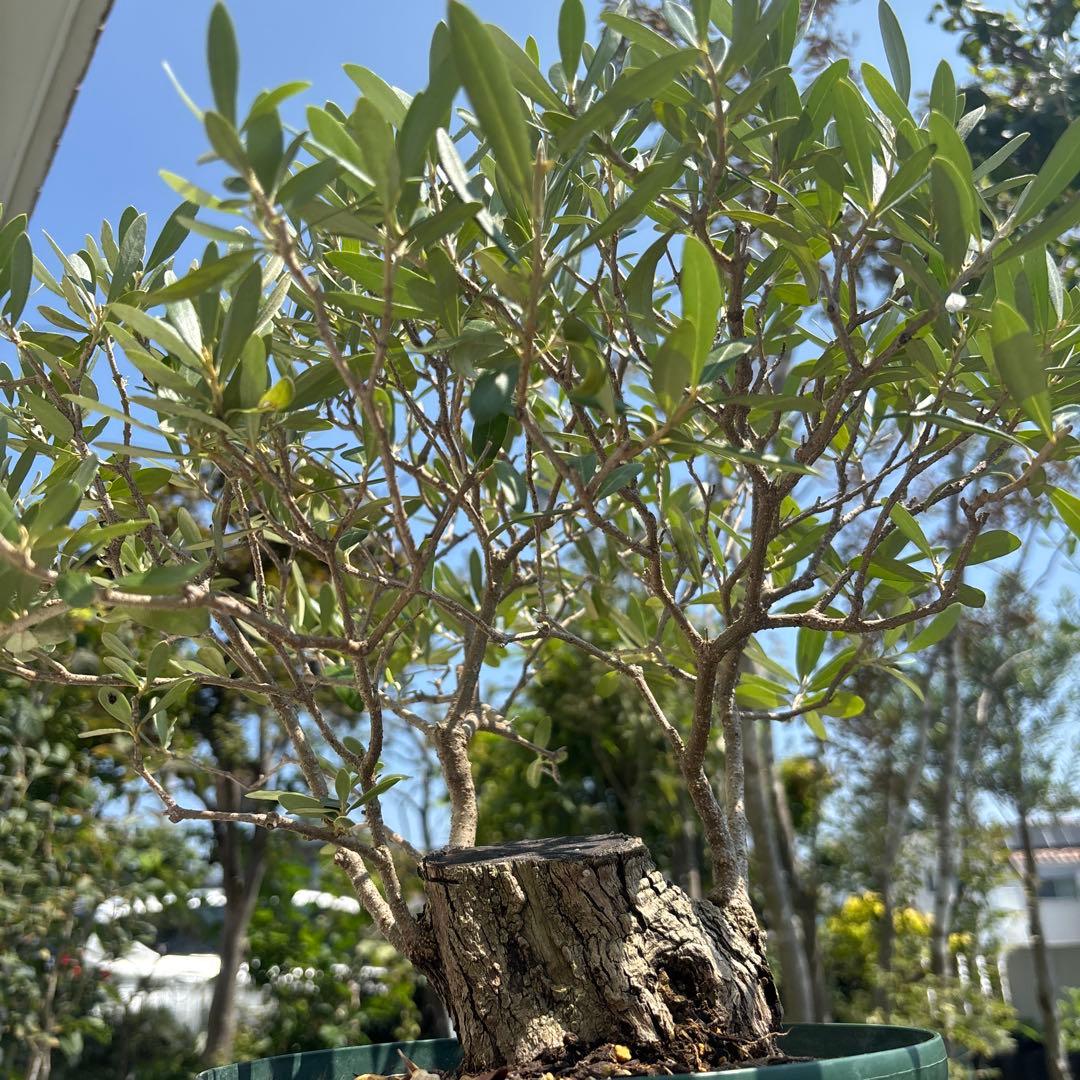 ポップ　オリーブの木　古木　極太　植物　盆栽