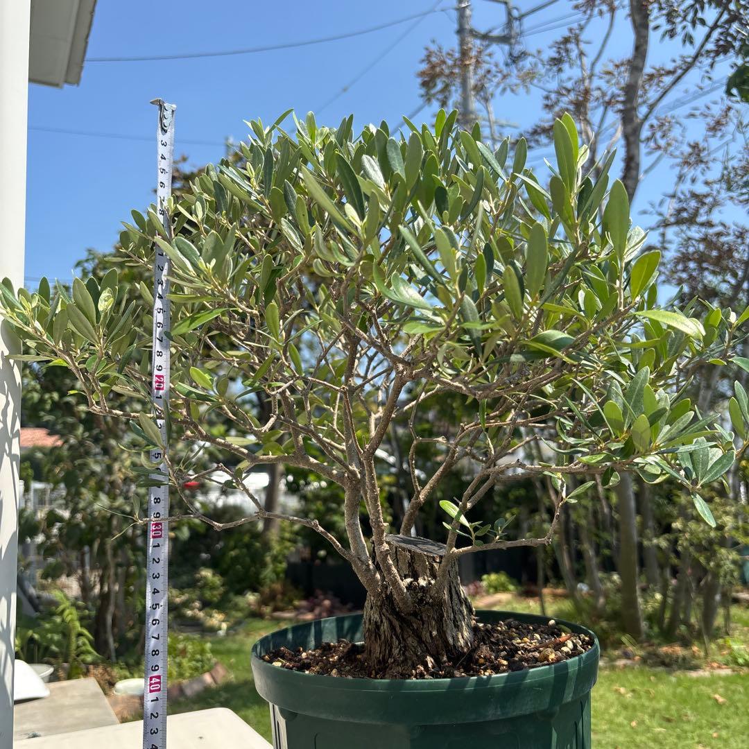 ポップ　オリーブの木　古木　極太　植物　盆栽