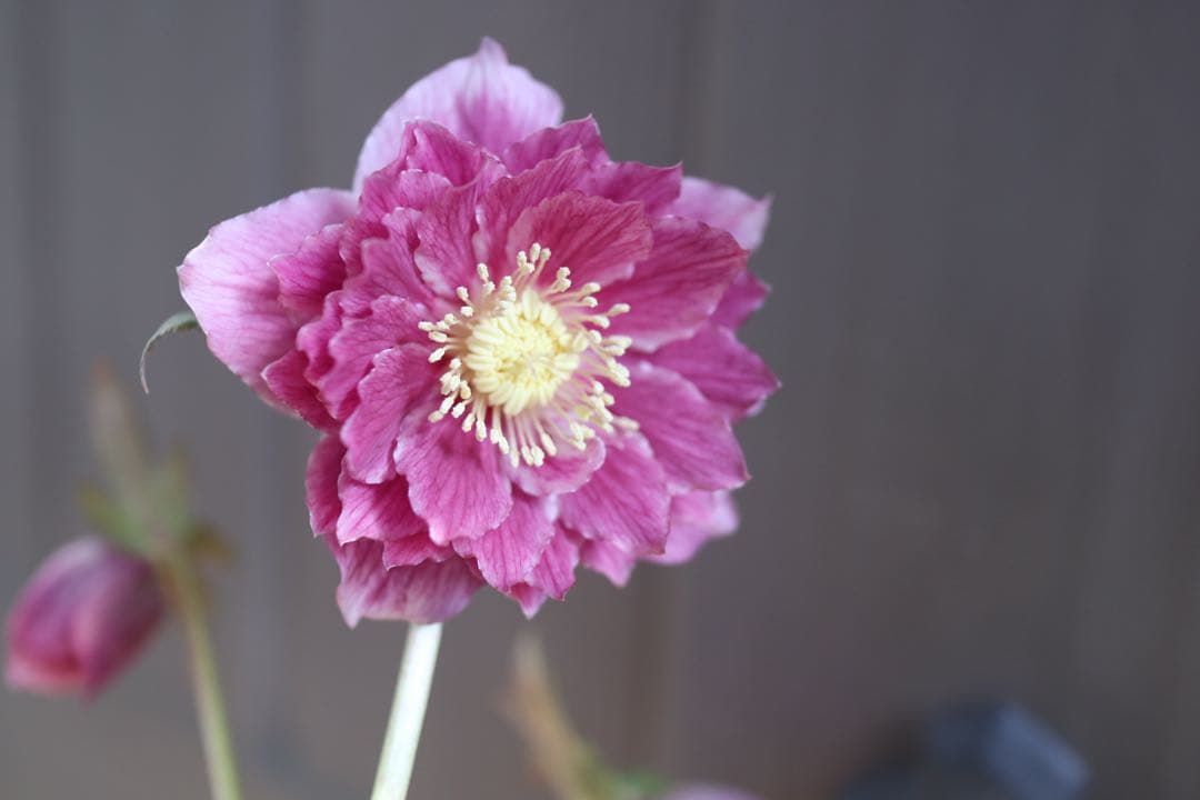 ♡広瀬園芸♡つぼみが可愛いソレイユ系、ピンクゴールド。