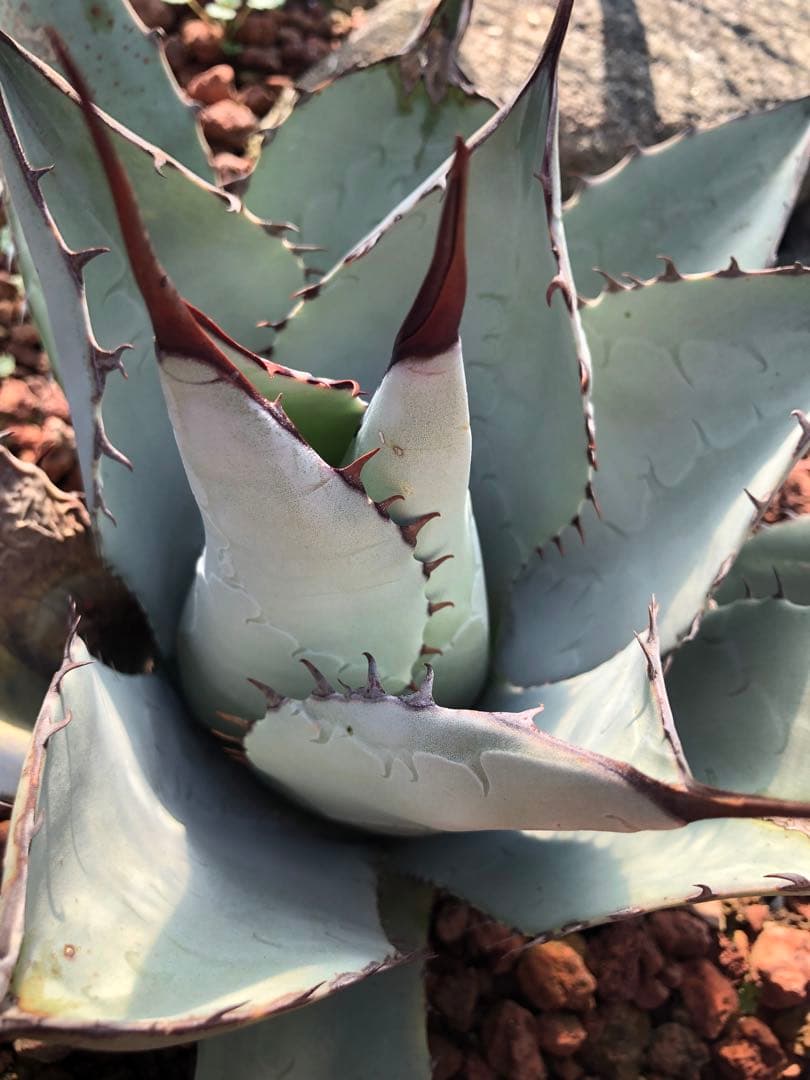 アガベ　トランカータ×ネオメキシカーナ　ハイブリッド　パリー