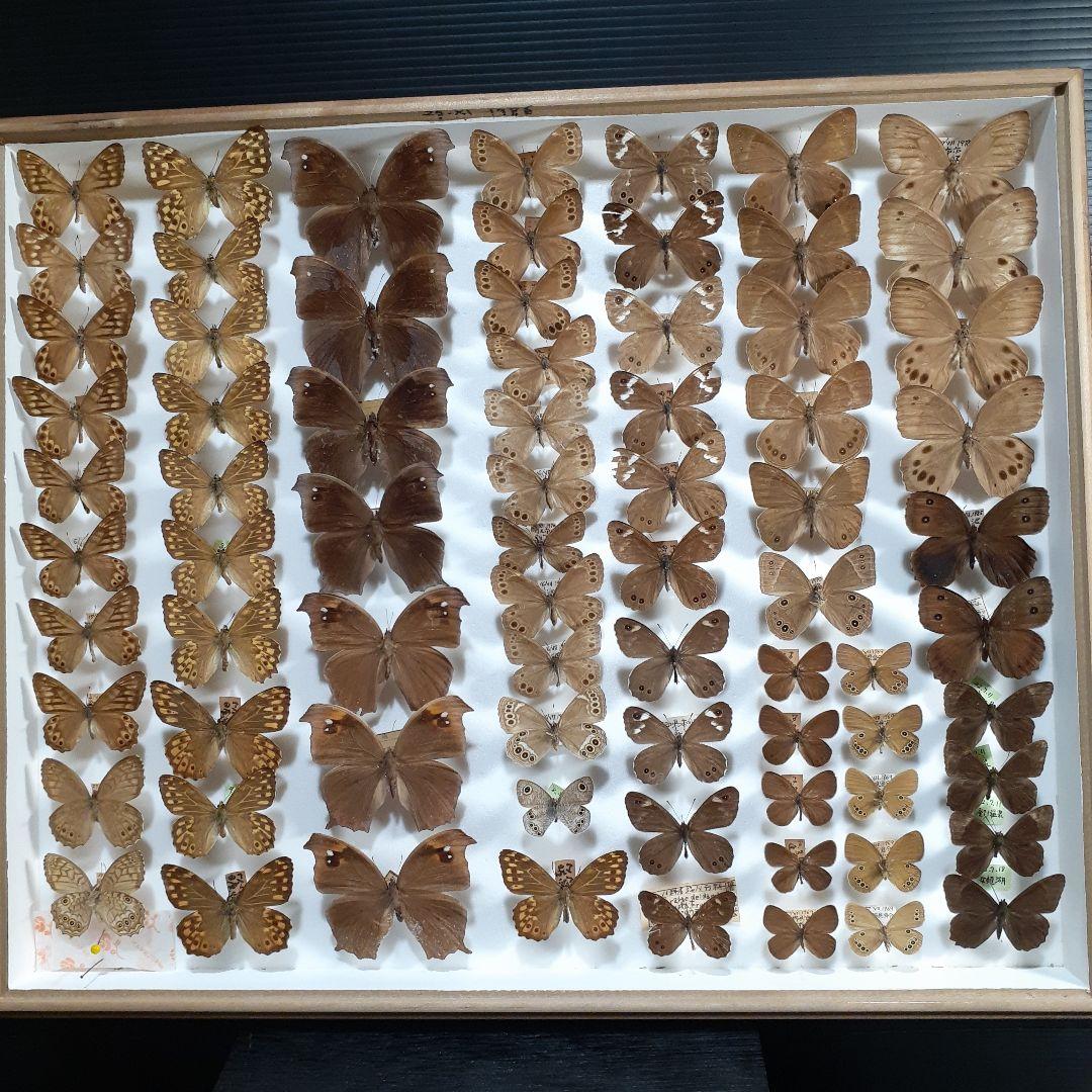 蝶標本　シロチョウ、ヒカゲチョウ類ほか20種156頭、大型ドイツ標本箱二箱入り