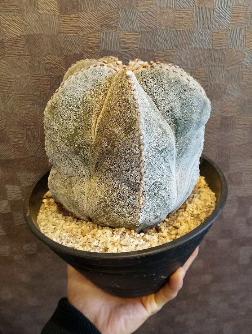 特大 古株 ランポー 鳳凰玉