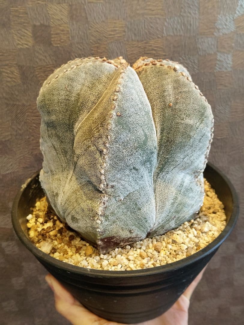 特大 古株 ランポー 鳳凰玉