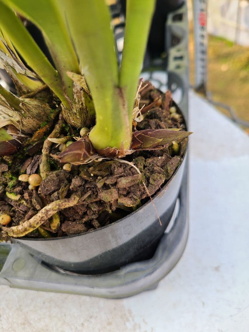 4寸。ミスマフェット。花芽合計19個。5鉢セット。蜜蜂誘引蘭。日本蜜蜂