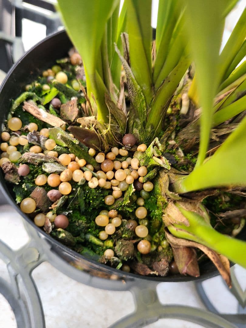 4寸。ミスマフェット。花芽合計19個。5鉢セット。蜜蜂誘引蘭。日本蜜蜂