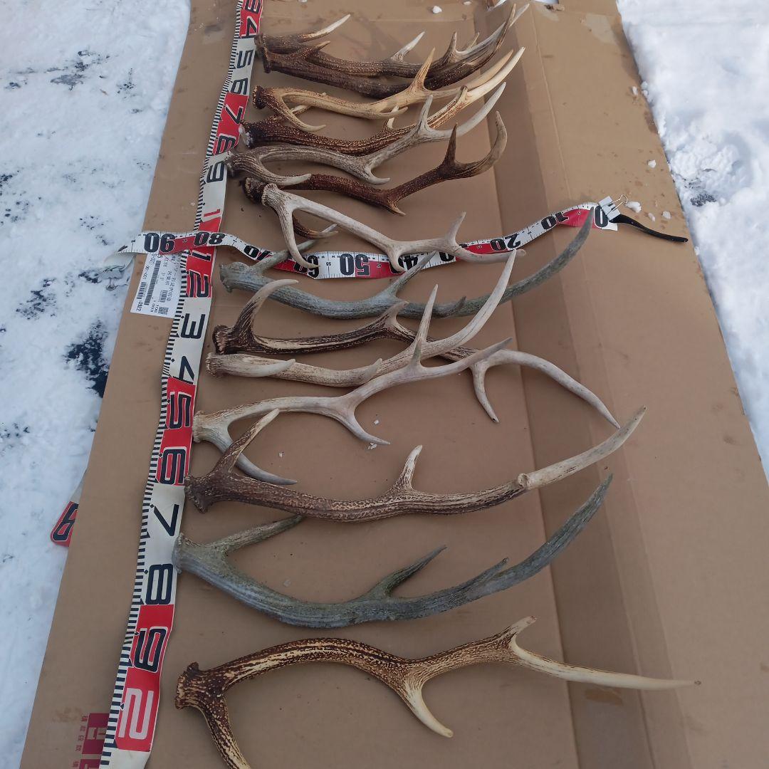 S*i様 天然蝦夷鹿の角、犬用おもちゃ 工芸品などに ５番