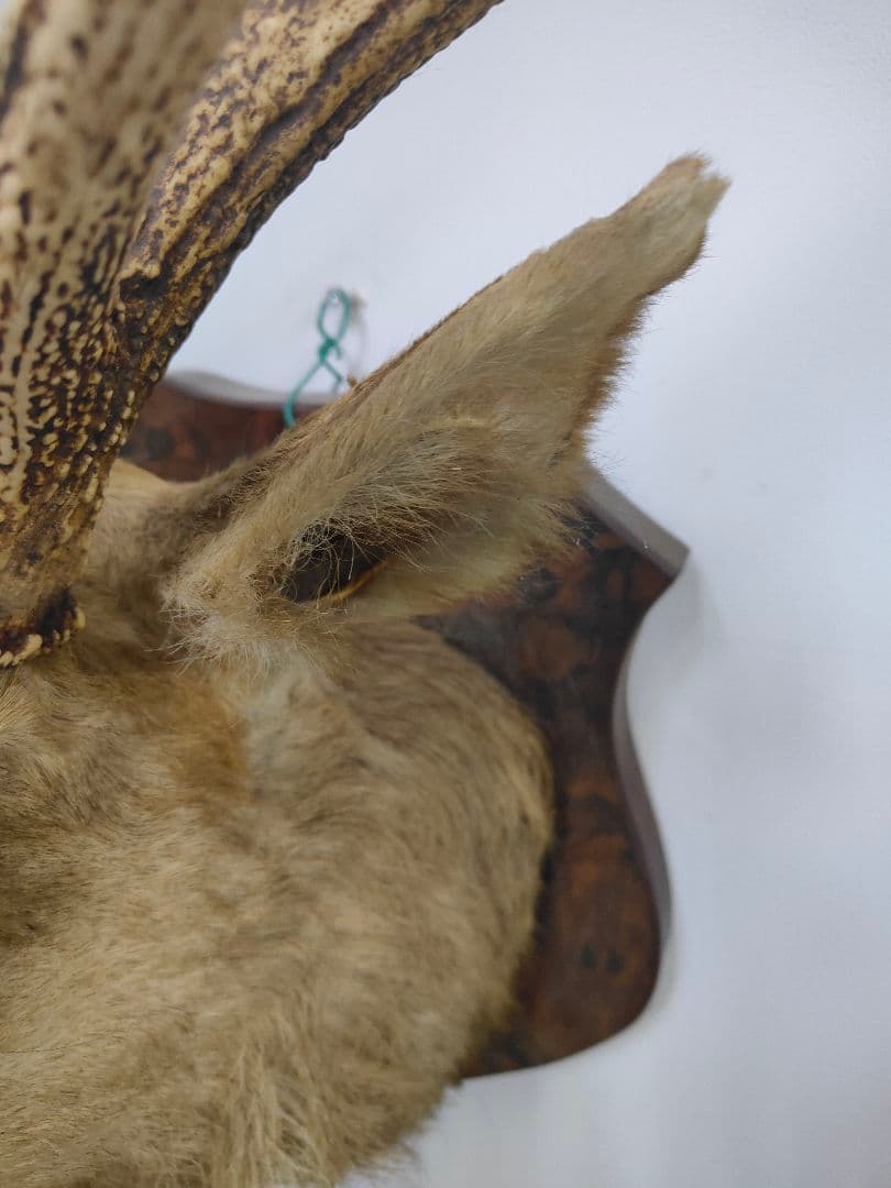 【引取限定】エゾシカ　北海道の蝦夷鹿ハンティングトロフィー