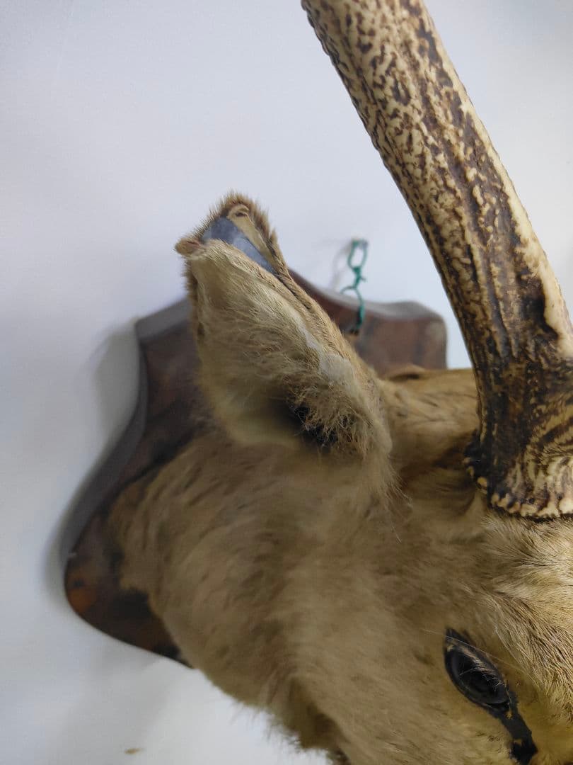 【引取限定】エゾシカ　北海道の蝦夷鹿ハンティングトロフィー