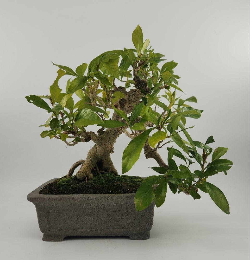 小品 懸崖 クチナシ盆栽 五葉松盆栽 真柏盆栽 懸崖 真柏 黒松 赤松 五葉松