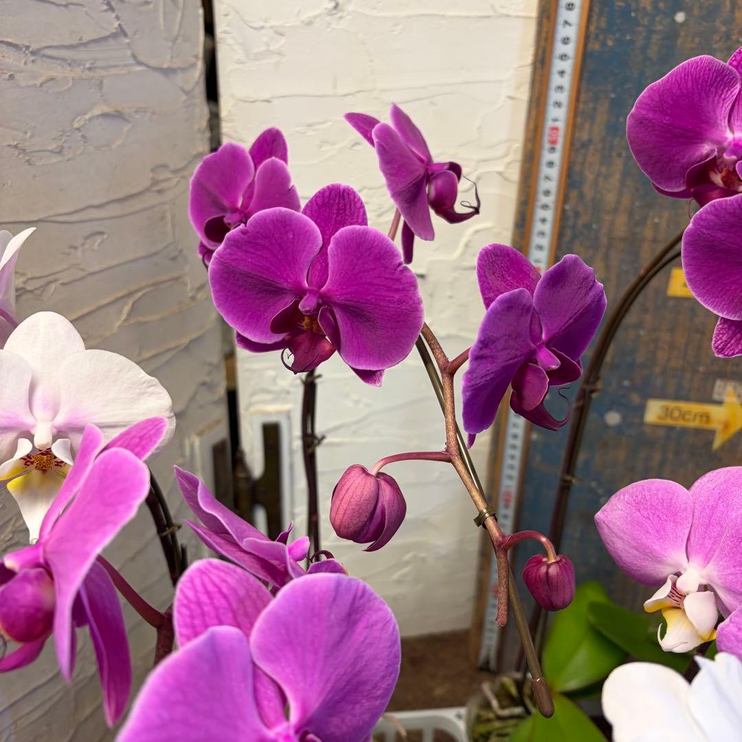 ♡*♡様 胡蝶蘭 10ポット ファレノプシス