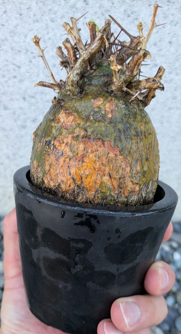 コレクション株！フォークイエリア　コルムナリス　赤肌　発根済み