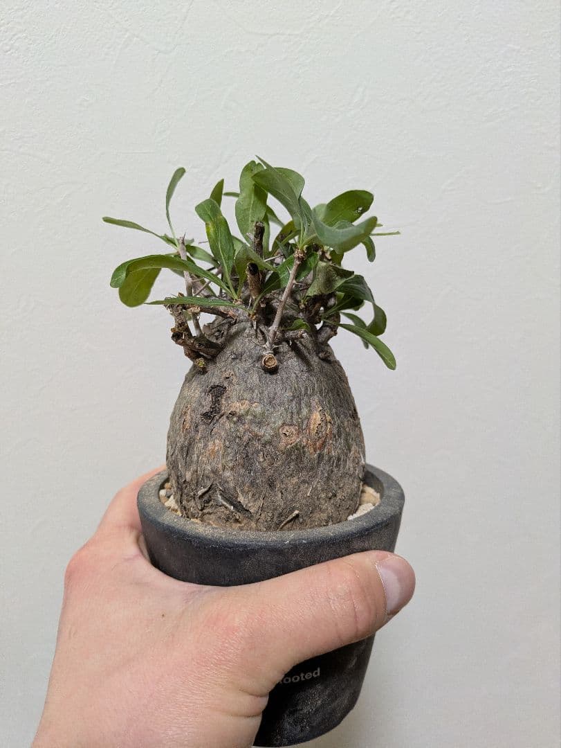 コレクション株！フォークイエリア　コルムナリス　赤肌　発根済み