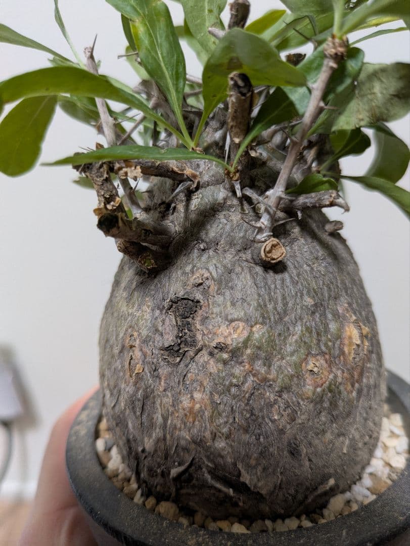 コレクション株！フォークイエリア　コルムナリス　赤肌　発根済み