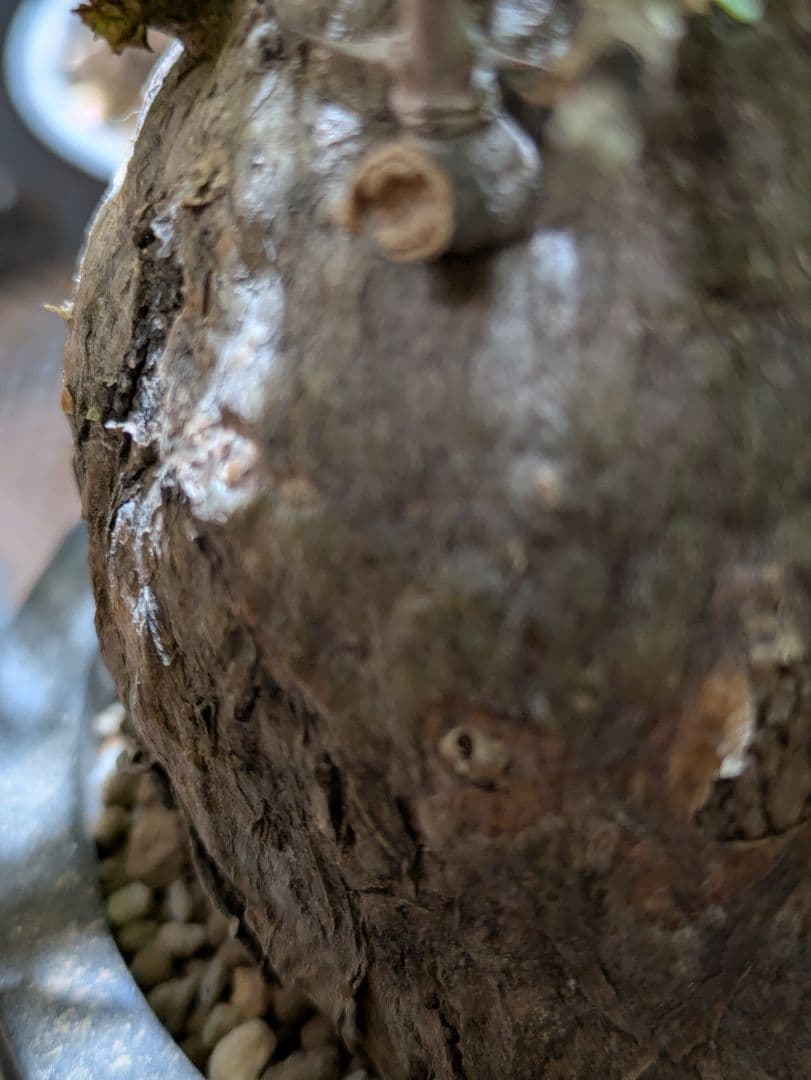 コレクション株！フォークイエリア　コルムナリス　赤肌　発根済み