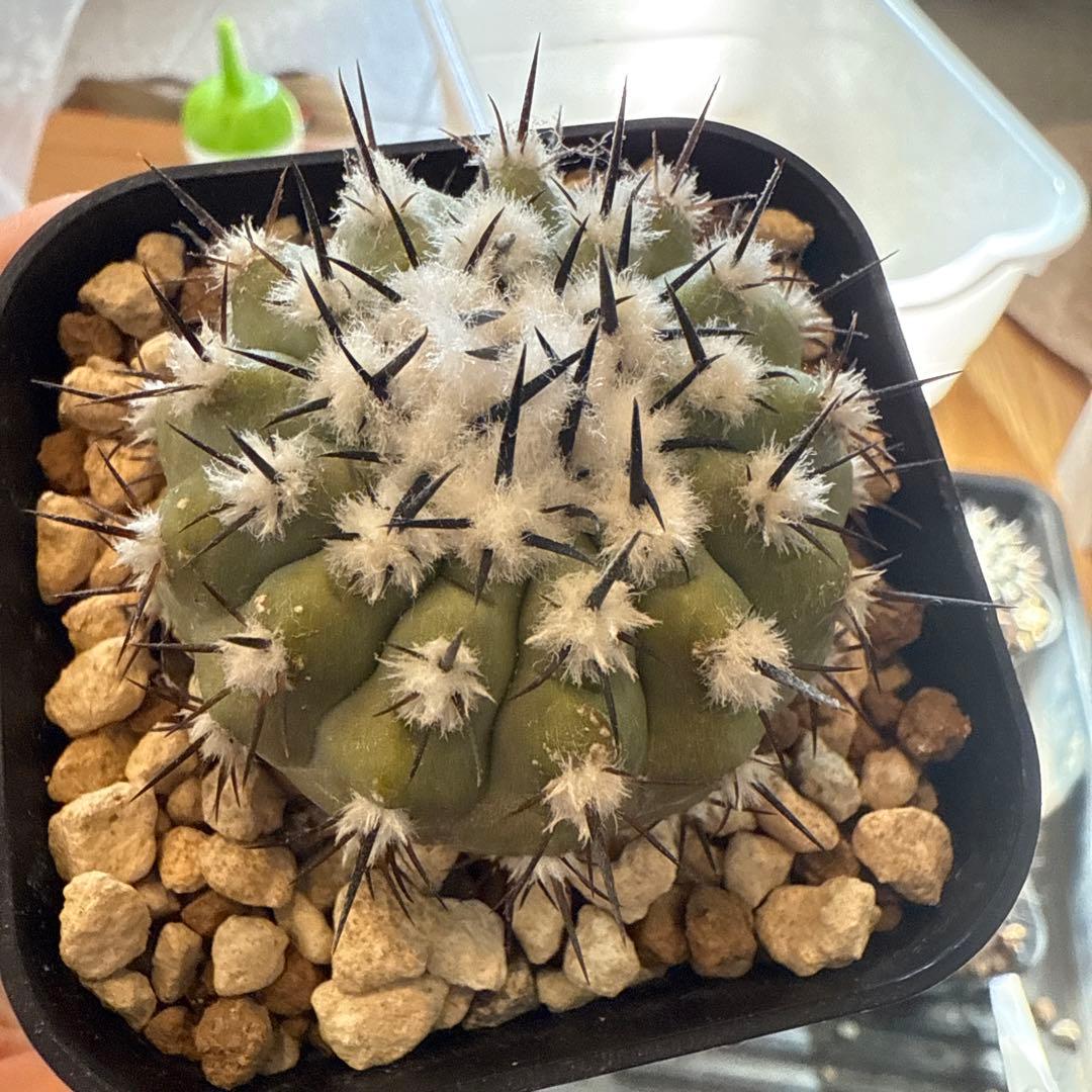 黒王丸　実生　接木　台付　発根済　4