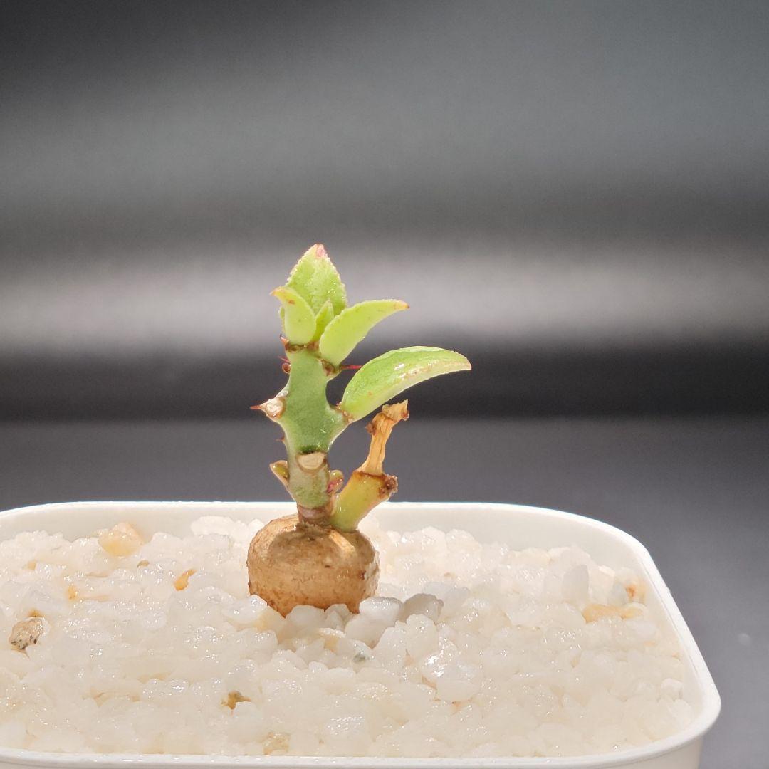 新種【海外実生】ユーフォルビア・エムウィラ/Euphorbia Mwila③