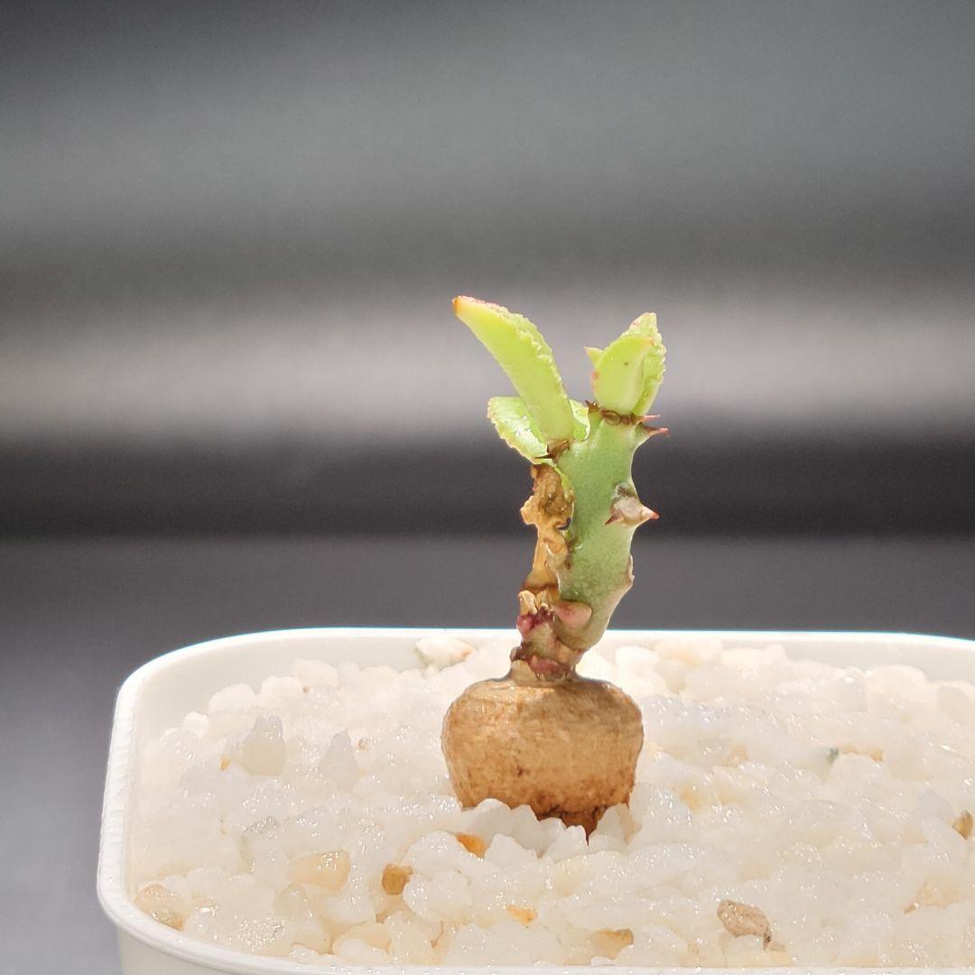 新種【海外実生】ユーフォルビア・エムウィラ/Euphorbia Mwila③