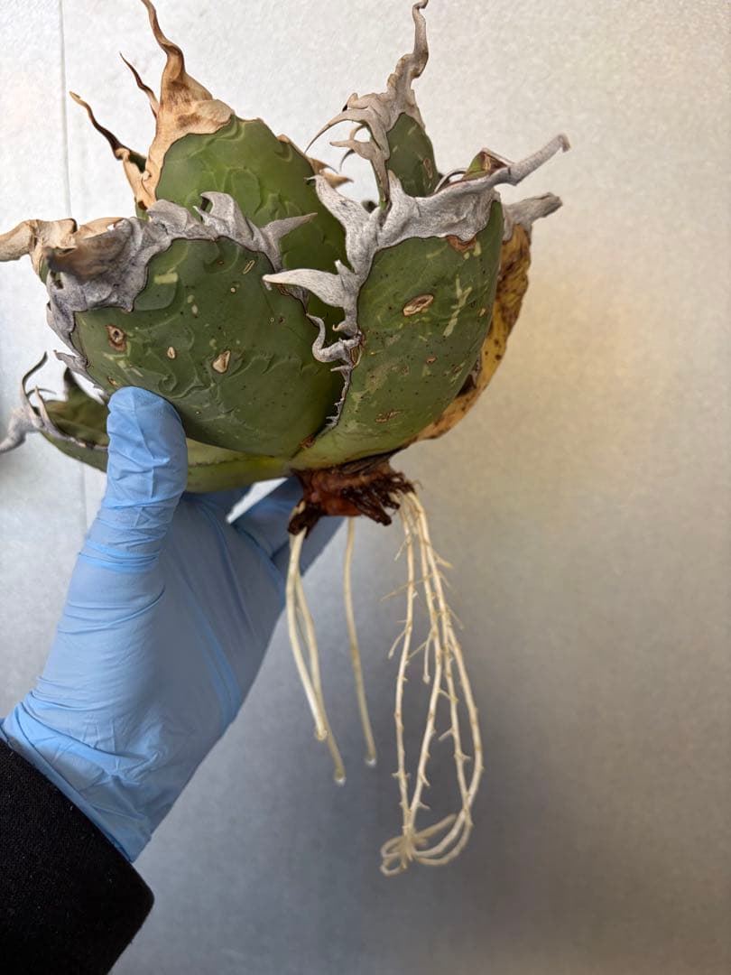 オアハカ アガベ チタノタ 現地球 発根済み