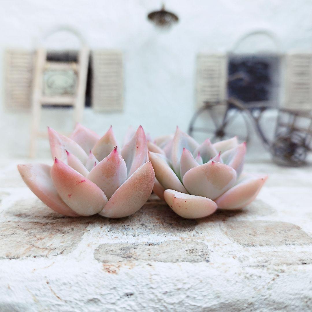 メテオシャワー◎多肉植物 カット苗 輸入苗 エケベリア等