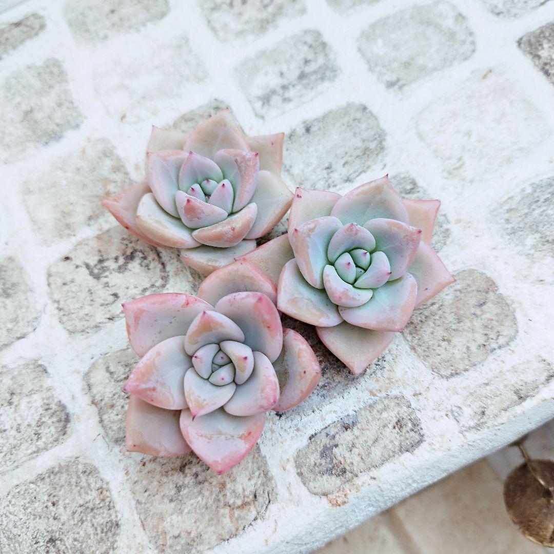 メテオシャワー◎多肉植物 カット苗 輸入苗 エケベリア等