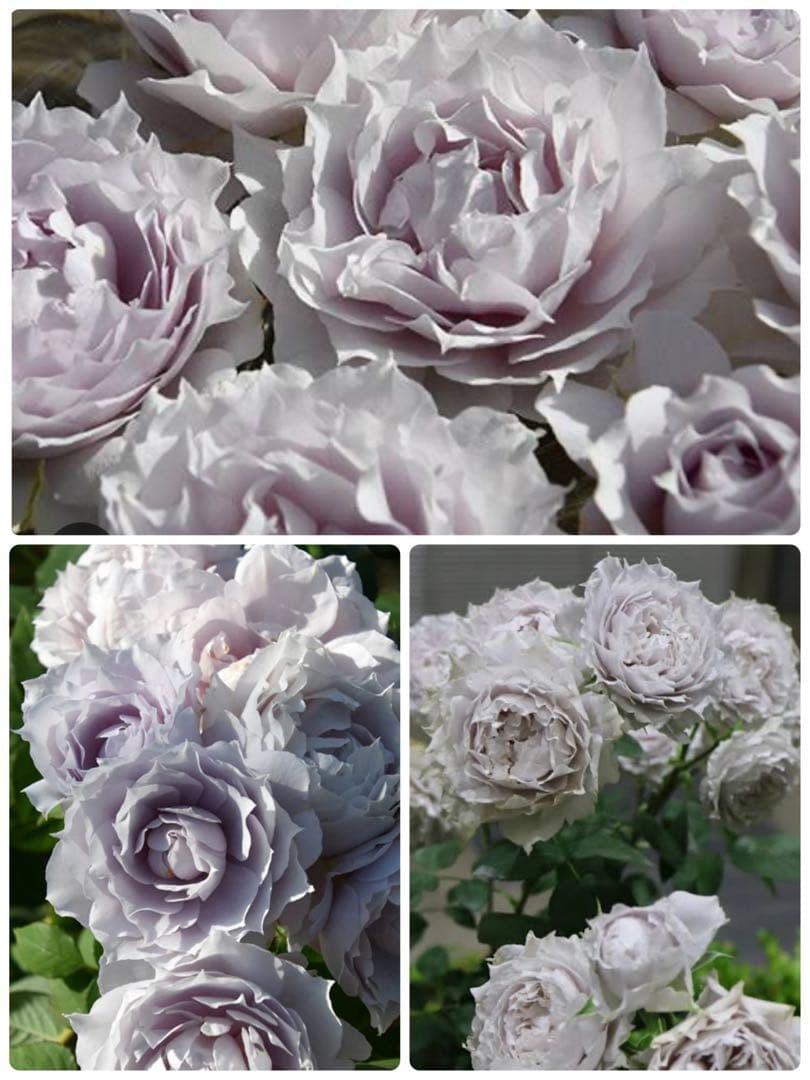 人気品種ꫂ ၴႅၴ青みがかるシルバーグレーの薔薇ꫂ ၴႅၴ良い苗鉢ごと発送1点のみ