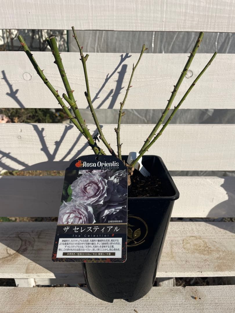 人気品種ꫂ ၴႅၴ青みがかるシルバーグレーの薔薇ꫂ ၴႅၴ良い苗鉢ごと発送1点のみ