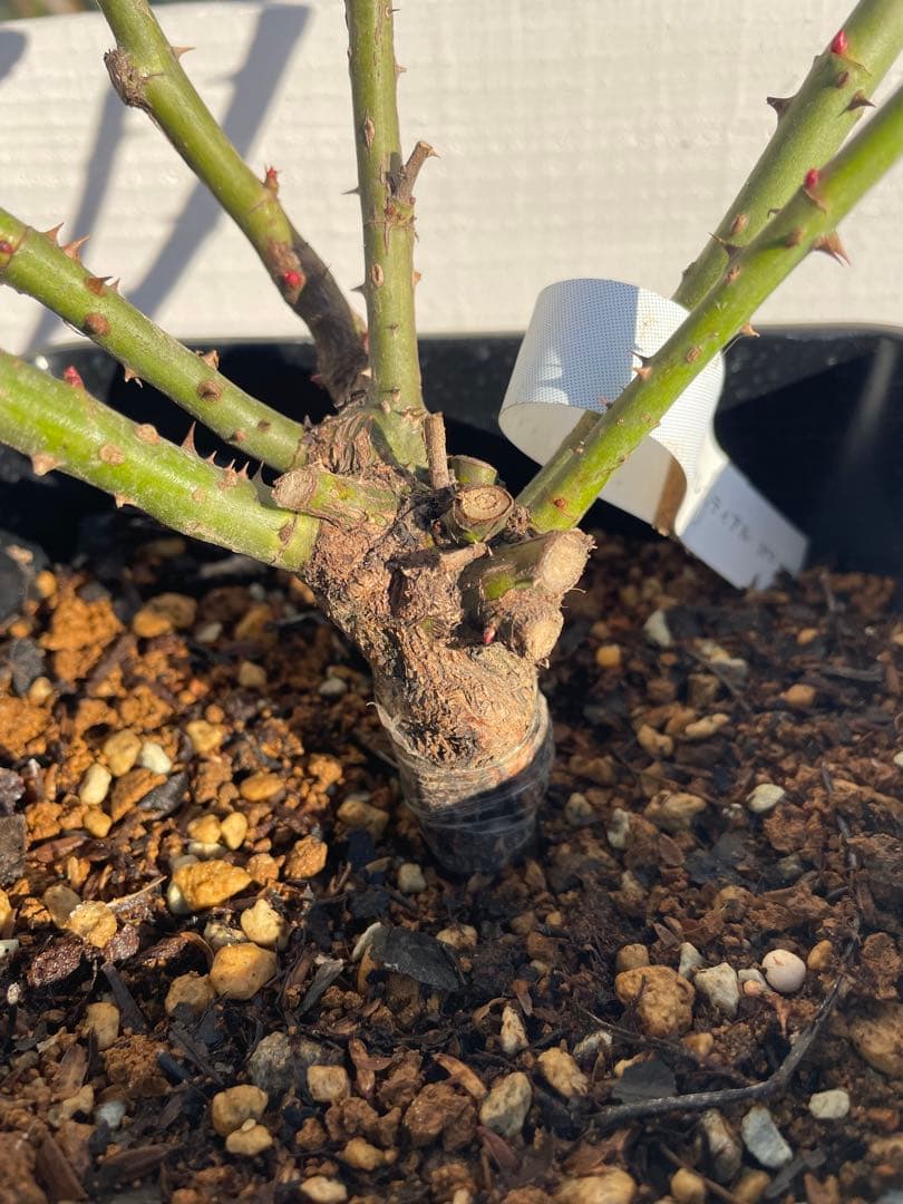 人気品種ꫂ ၴႅၴ青みがかるシルバーグレーの薔薇ꫂ ၴႅၴ良い苗鉢ごと発送1点のみ